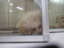 どんな匂い？(*ﾟ∀ﾟ*)