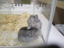 仲間入りヽ(´▽｀)/