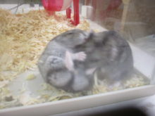 のこった(｀・ω・´)