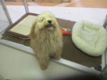 トイプー君(●´ω｀●)