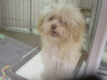 トイプーちゃん(*´ω｀*)