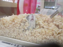 パッヽ(´▽｀)/