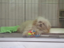 ゴロゴロ(´Д｀)