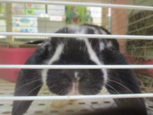 ぴょんぴょん(^O^)