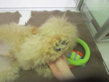 なでなで(´∀｀*)