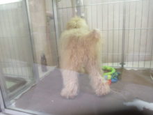 おしり(*´ω｀*)