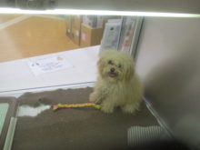 遊ぼー！(*^｡^*)