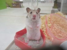 ごはん！(o>ω<o)