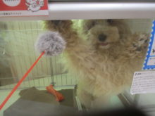 トイプー君(#^.^#)