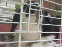 ロップちゃん(#^.^#)