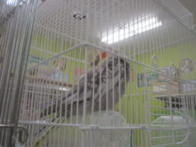 鳥さんたち(^<^)♡