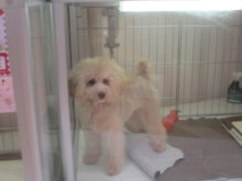 トイプー君(๑≧౪≦)