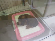 おやすみ〜_(:3 」∠)_