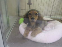 イケワン(☆∀☆)