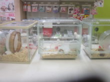 ゴールデンハムちゃんズ(^^♪