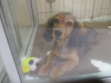 おもちゃと(●´ω｀●)