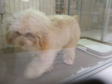 トコトコ(*´ω｀*)