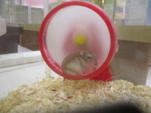 ハムちゃん(^O^)