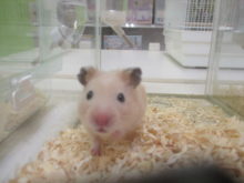ハムスター(･ω･)