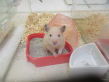 キンクマ君(^ω^)