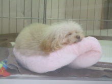 バナナボート(´∀｀)