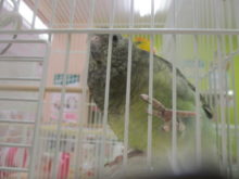 慣れてきた(*^^*)