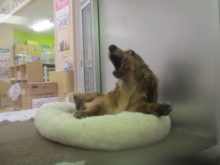 ポーズ( *｀ω´)