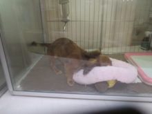 取りたい(｀・ω・´)