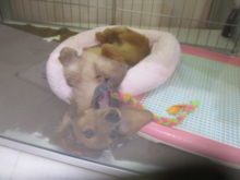 ふあ〜〜(´O｀)