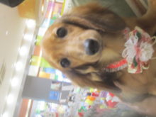 家族が決まりましたヽ(*´∀｀)ノ