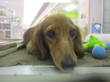 ダックス君(^_-)-☆