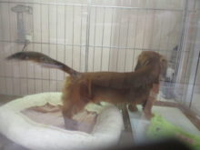 ピーン(ﾟ∀ﾟ)