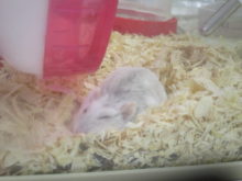 ぺたん_(　_-ω-`)_