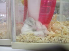 ゴシゴシ( *｀ω´)