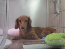 ダックス君(｡･ ω<)