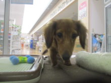 トコトコ(・ω・)