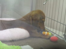 お気に入り(o^^o)