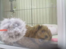 おもちゃＯ(≧▽≦)Ｏ