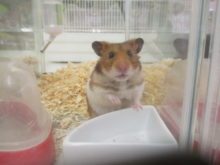 なーい！(´Д` )