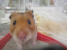 ハムちゃん(^ω^)