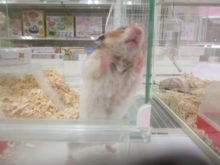 シャカシャカ(*ﾟ▽ﾟ*)