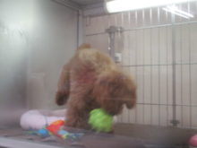 ダッシュ( ´ ▽ ` )ﾉ