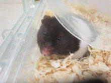 チラリ(*´ω｀*)