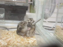 寝ぼけて(｡-_-｡)