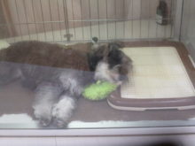 ガチャピン枕(-_-)゜zzz…