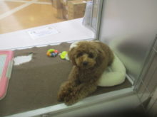 来てね〜( ´ ▽ ` )ﾉ✿