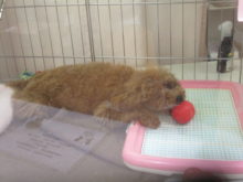 おもちゃ遊び(*ﾟ∀ﾟ*)