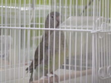 ピーン(ﾟ∀ﾟ)