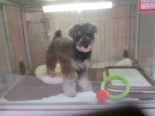 ピシー( *｀ω´)☆