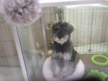 シュナちゃんヽ(・∀・)ノ